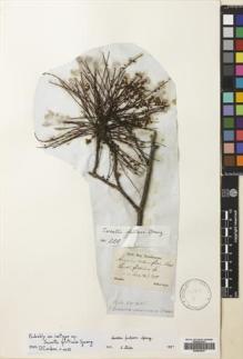 Type specimen at Edinburgh (E). Sellow, Friedrich: . Barcode: E00663837.
