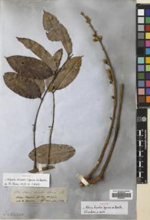 Type specimen at Edinburgh (E). Spruce, Richard: 2802. Barcode: E00663841.