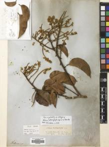 Type specimen at Edinburgh (E). Spruce, Richard: . Barcode: E00663842.