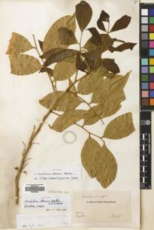 Type specimen at Edinburgh (E). Riedel, Ludwig: . Barcode: E00663846.