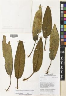 Type specimen at Edinburgh (E). Middleton, David: 4210. Barcode: E00664193.