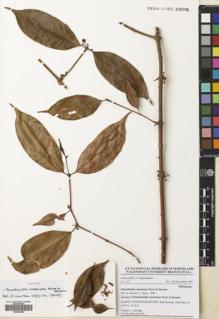 Type specimen at Edinburgh (E). Schoenmaker, J.: 215. Barcode: E00664256.