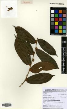 Type specimen at Edinburgh (E). Breteler, Franciscus: 10786. Barcode: E00664290.