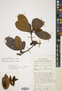 Type specimen at Edinburgh (E). Womersley, John: 48701. Barcode: E00664329.