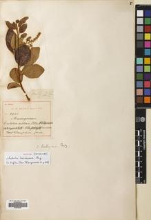 Type specimen at Edinburgh (E). Scott-Elliot, George: 2928. Barcode: E00665866.