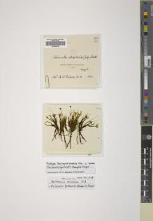 Type specimen at Edinburgh (E). Weir, J.: 324. Barcode: E00666230.