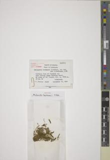 Type specimen at Edinburgh (E). Hermann, Frederick: 25135. Barcode: E00666232.