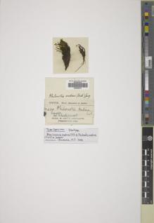 Type specimen at Edinburgh (E). Spruce, Richard: 429. Barcode: E00666273.