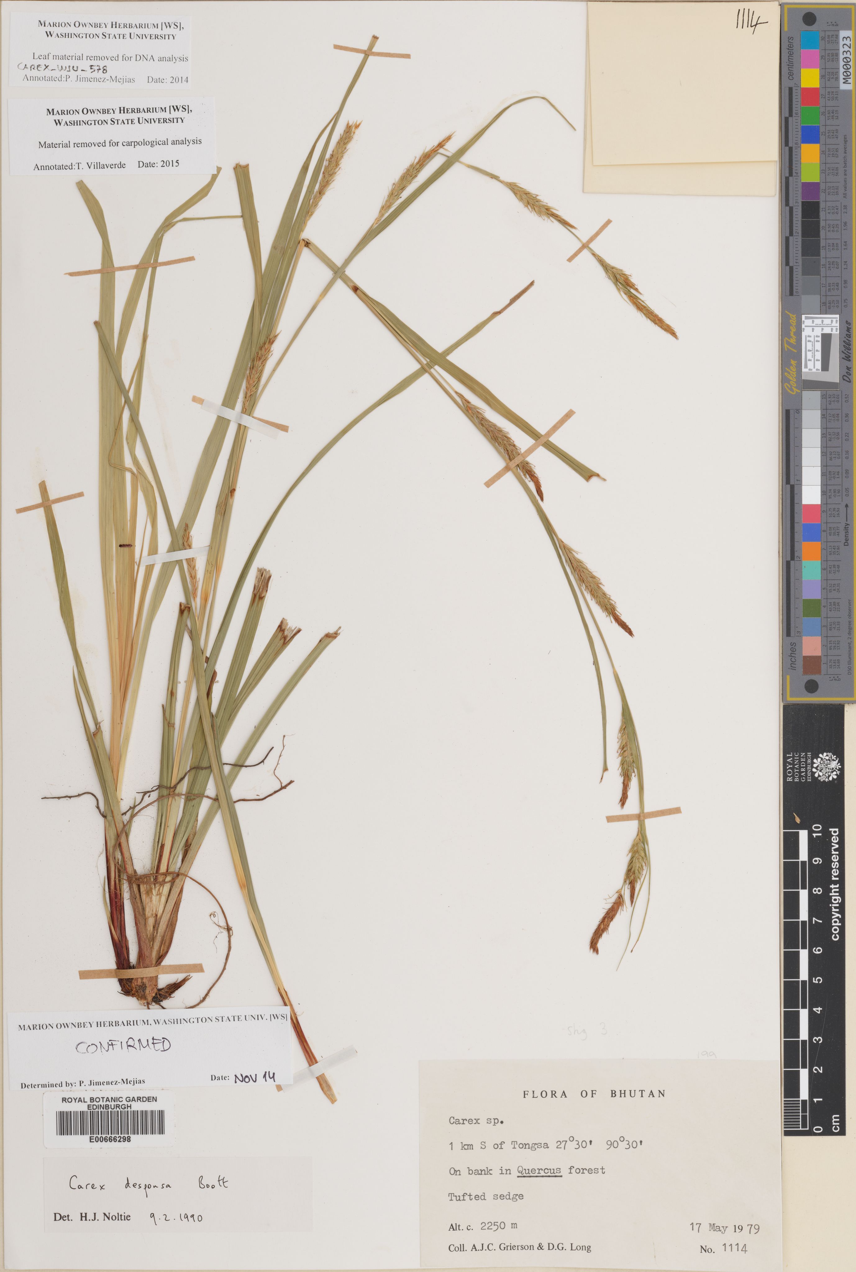 Carex desponsa (Carex desponsa)