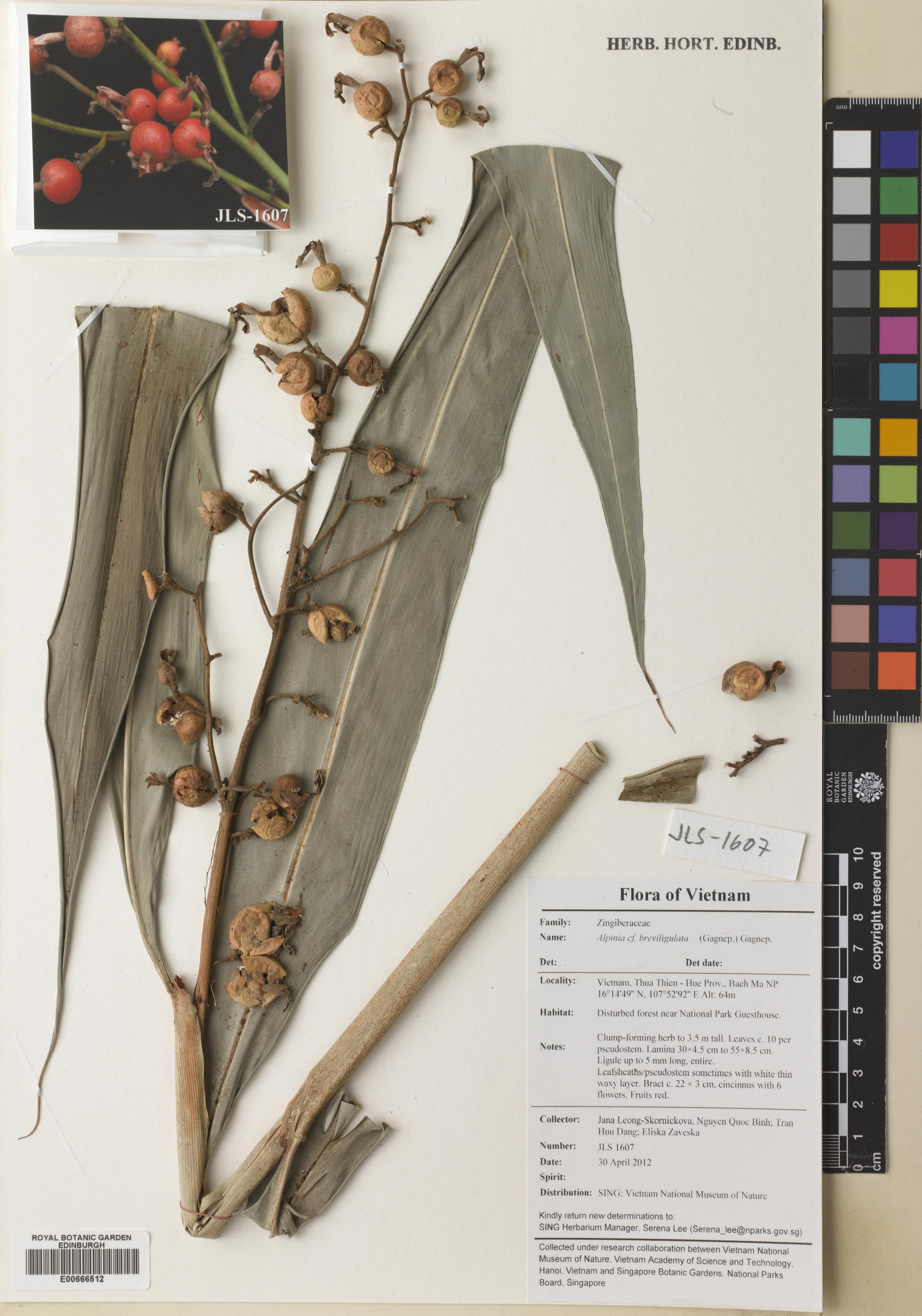 Alpinia breviligulata — ảnh 2