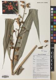 Alpinia breviligulata — ảnh 3