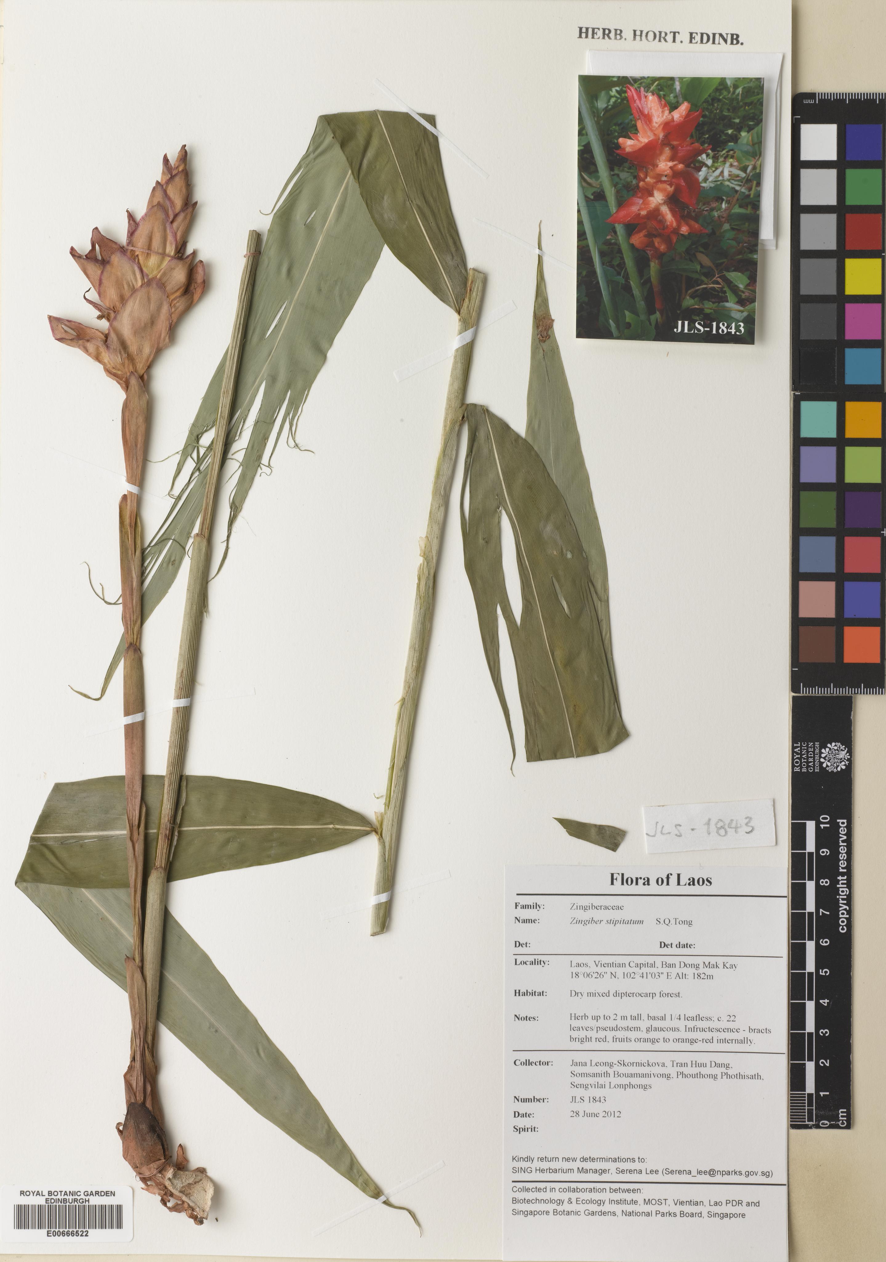 Zingiber kerrii — ảnh 2