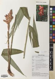 Zingiber kerrii — ảnh 3