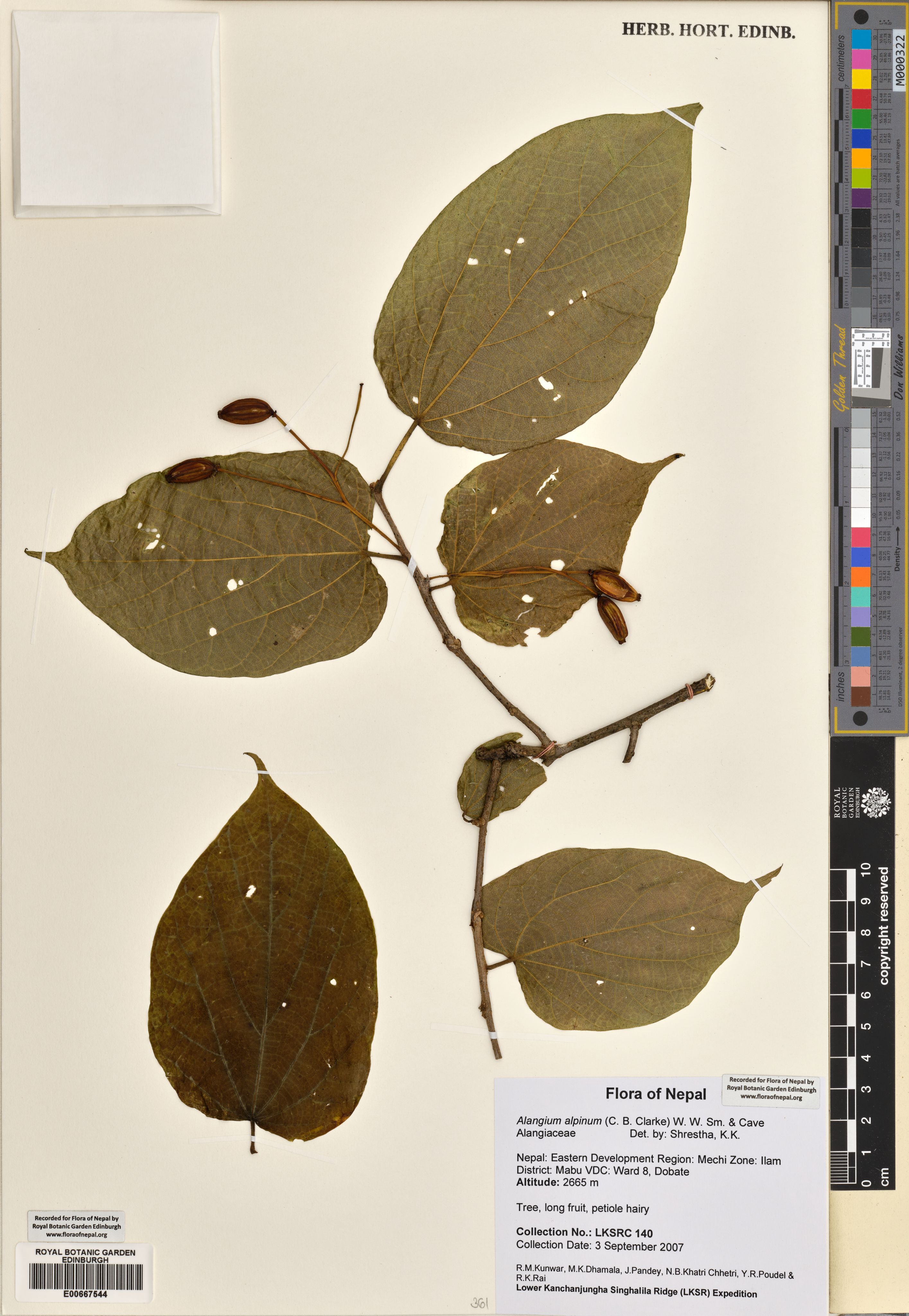 Alangium alpinum photograph 2