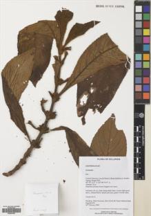 Type specimen at Edinburgh (E). Hendrian, S.A., Newman, Mark; Scott, Steve; Saleh, Nazre M; Supriadi, Dadi: 848. Barcode: E00667959.