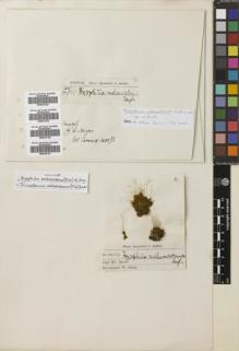 Type specimen at Edinburgh (E). Spruce, Richard: 164. Barcode: E00670121.