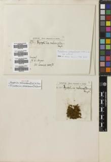 Type specimen at Edinburgh (E). Spruce, Richard: 165. Barcode: E00670122.