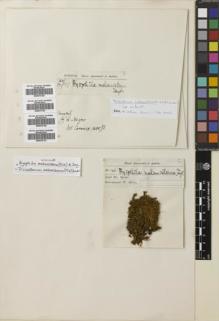 Type specimen at Edinburgh (E). Spruce, Richard: 166. Barcode: E00670123.