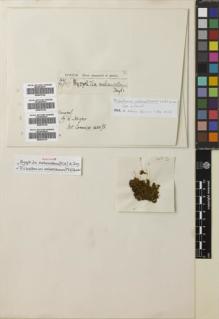 Type specimen at Edinburgh (E). Spruce, Richard: 167. Barcode: E00670124.