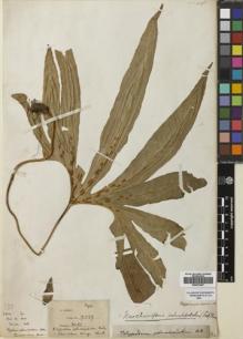 Type specimen at Edinburgh (E). Henry, Augustine: 9289. Barcode: E00670467.