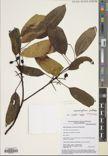 Daphniphyllum pentandrum — ảnh 3