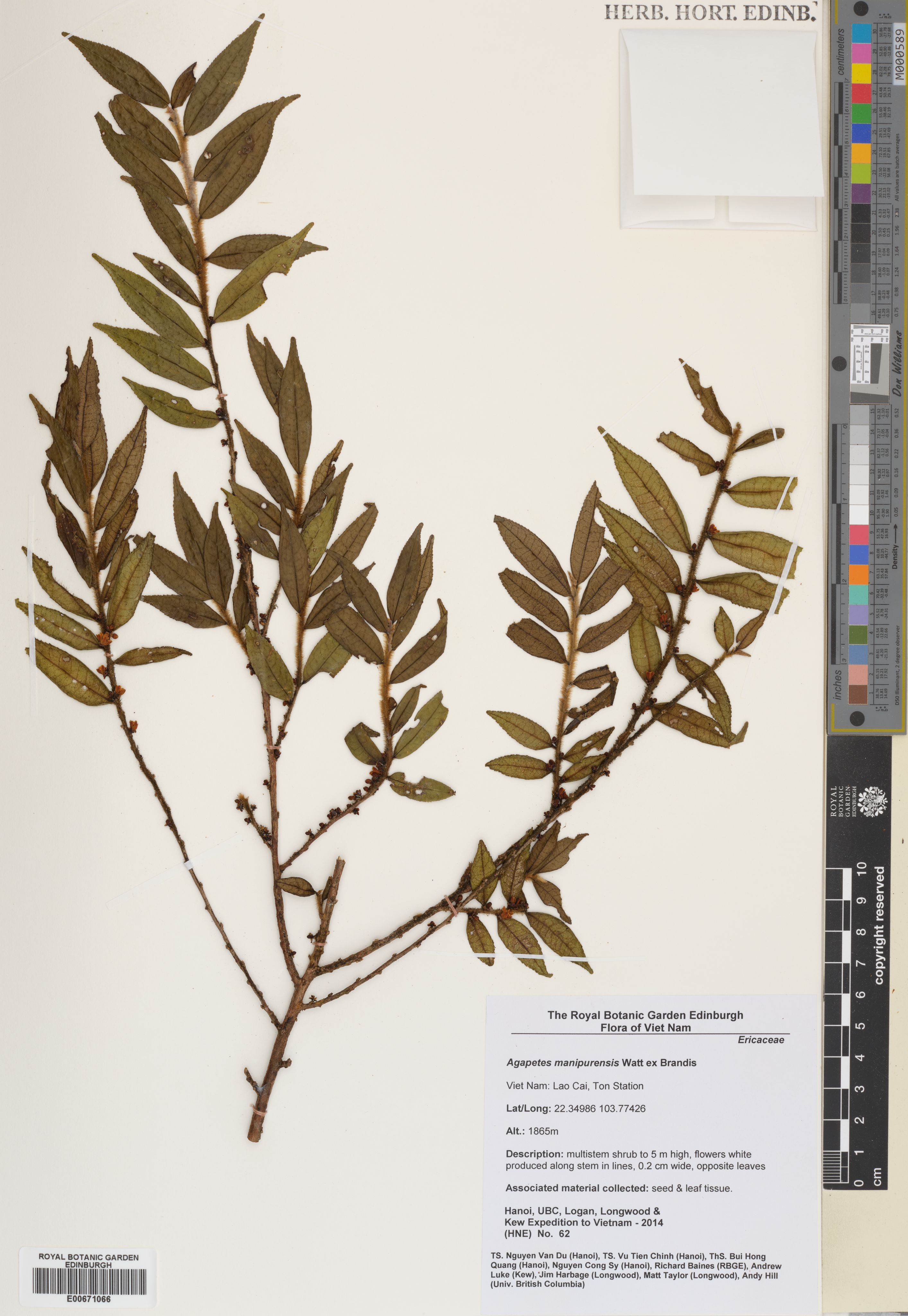 Vaccinium manipurense — ảnh 2