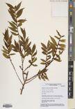 Vaccinium manipurense — ảnh 3