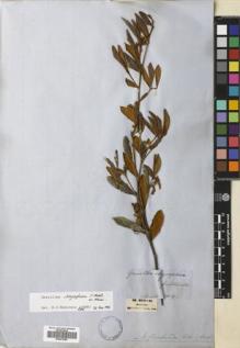 Type specimen at Edinburgh (E). von Mueller, Ferdinand: . Barcode: E00672350.