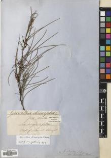 Type specimen at Edinburgh (E). von Mueller, Ferdinand: . Barcode: E00672394.