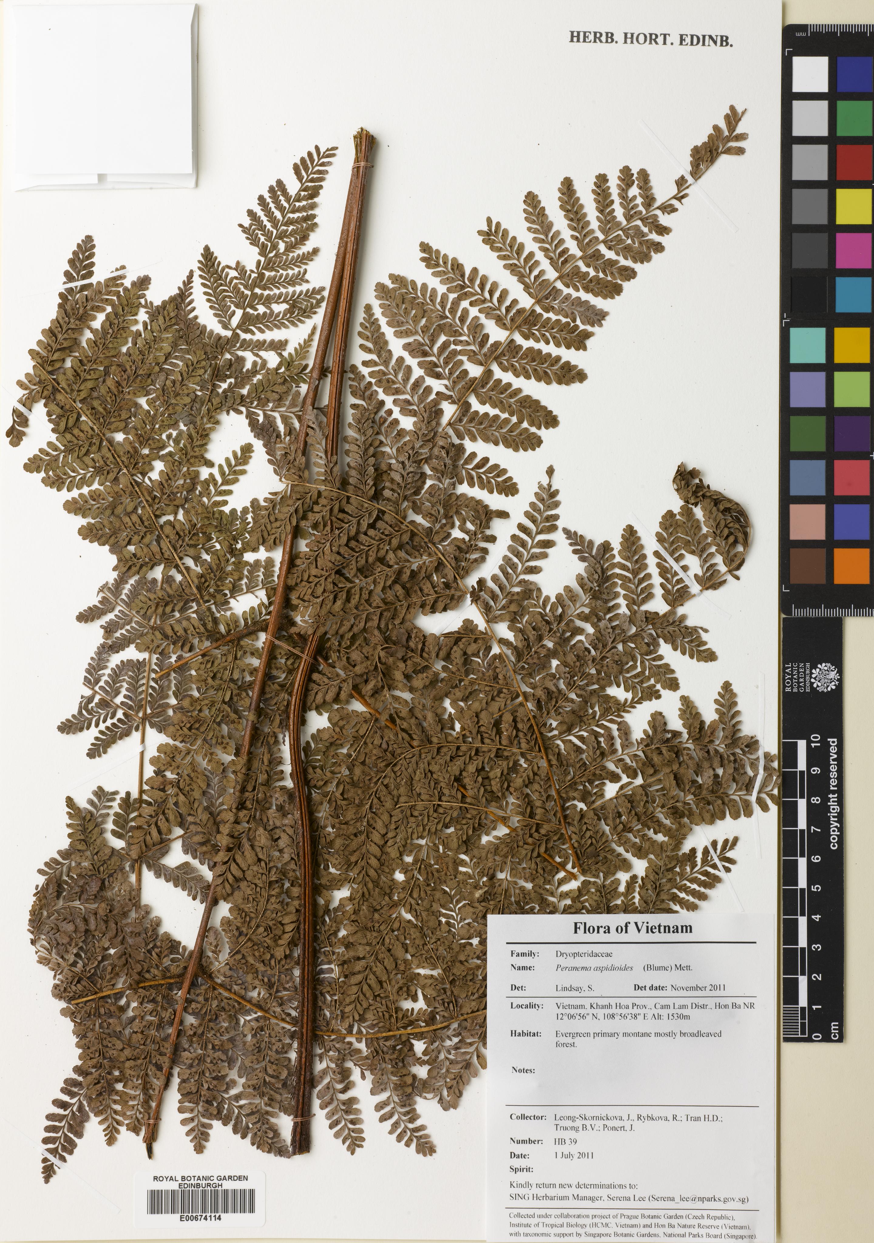 Dryopteris pseudocaenopteris — ảnh 2