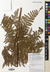 Dryopteris pseudocaenopteris — ảnh 3