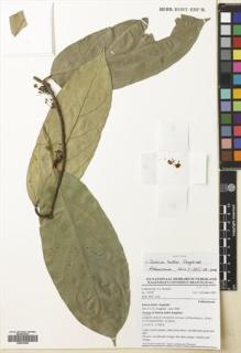 Type specimen at Edinburgh (E). Breteler, Franciscus: 14170. Barcode: E00674406.