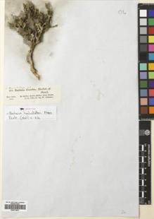 Type specimen at Edinburgh (E). Schimper, Georg: 919. Barcode: E00674843.