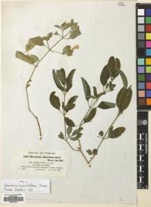 Type specimen at Edinburgh (E). Kotschy, Carl (Karl): 159. Barcode: E00674844.