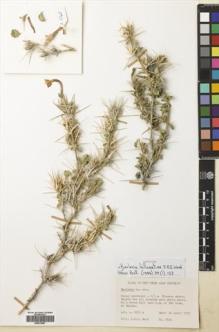 Type specimen at Edinburgh (E). Wood, John: 2745. Barcode: E00674847.