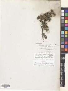 Type specimen at Edinburgh (E). Drummond, James: 63. Barcode: E00675811.