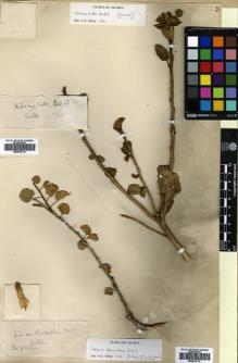 Type specimen at Edinburgh (E). Balfour, Isaac: 488. Barcode: E00676715.