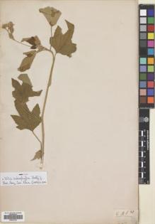 Type specimen at Edinburgh (E). Balfour, Isaac; Cockburn, C.J.; Scott, Alexander: 81. Barcode: E00676725.