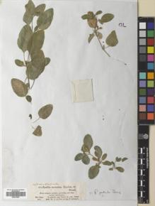Type specimen at Edinburgh (E). Schimper, Georg: 874. Barcode: E00676895.