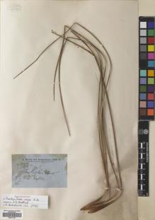Type specimen at Edinburgh (E). Brown, Robert: 5773. Barcode: E00677333.