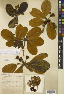 Type specimen at Edinburgh (E). Forrest, George: 20895. Barcode: E00678301.