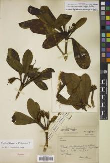 Type specimen at Edinburgh (E). Forrest, George: 22863. Barcode: E00678305.