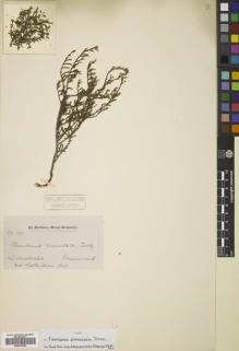 Type specimen at Edinburgh (E). Drummond, James: 137. Barcode: E00678329.
