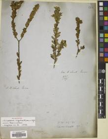 Type specimen at Edinburgh (E). Gunn, Ronald: . Barcode: E00678332.