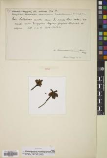 Type specimen at Edinburgh (E). Handel-Mazzetti, Heinrich: 1414. Barcode: E00678452.