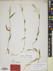 Type specimen at Edinburgh (E). Cuming, Hugh: 2288. Barcode: E00678462.