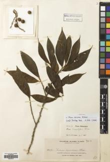 Type specimen at Edinburgh (E). Elmer, Adolph: 12796. Barcode: E00679619.