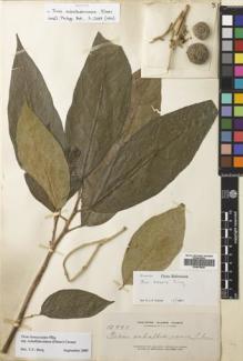 Type specimen at Edinburgh (E). Elmer, Adolph: 13991. Barcode: E00679620.