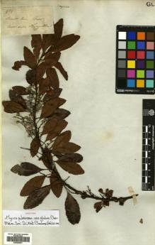 Type specimen at Edinburgh (E). Mathews, Andrew: 939. Barcode: E00680501.