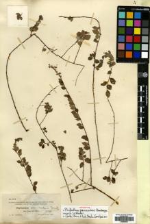 Type specimen at Edinburgh (E). Anthony, Alfred: 264. Barcode: E00680506.